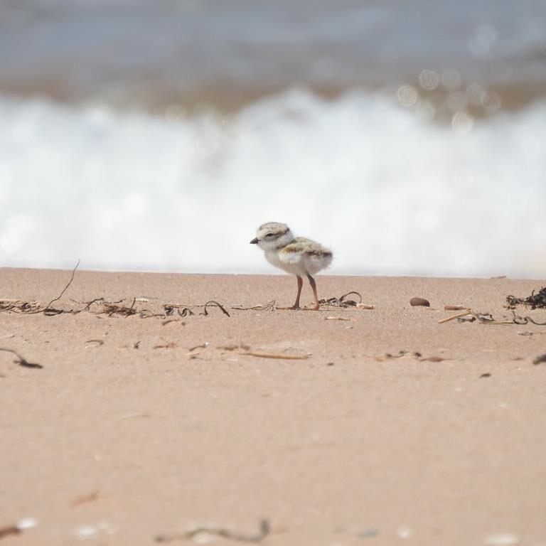 P.E.I. piping plover numbers see a tiny bump this year from effects of Fiona